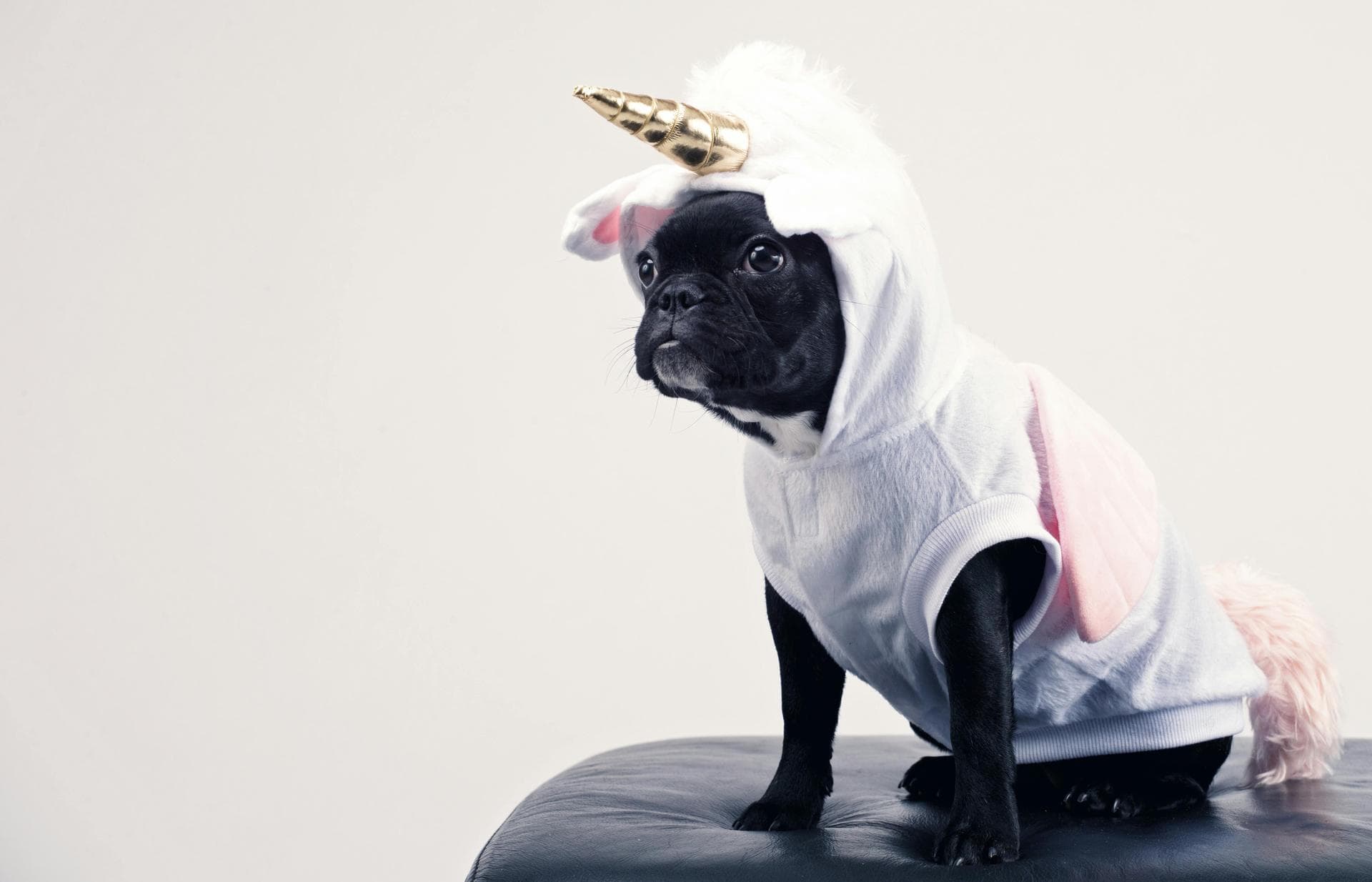 Dog & Cat Vets in St. Joseph